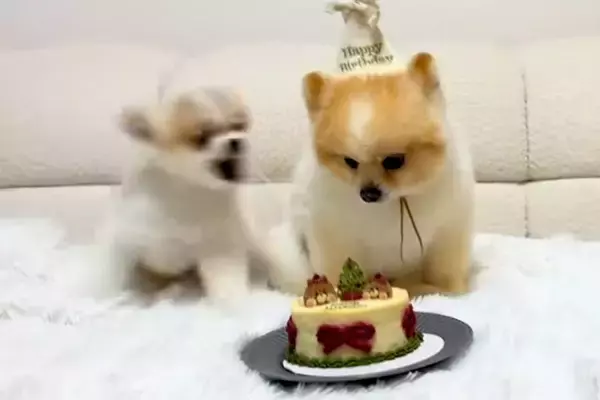 犬の誕生日をケーキでお祝い→みんなで『待て』をする最中、フライングしてしまい…まさかのブチギレが170万再生「容赦ないｗ」「全員面白い」