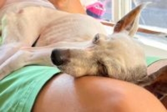 妻が飼っていた犬に『細すぎて気持ち悪い』と言った夫→共に暮らし始めると…嘘のような『まさかの光景』が27万再生「素敵な関係」「ほっこり」