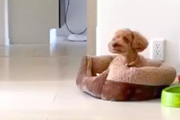 仕事中、ふと『犬の様子をカメラで確認した』結果→なぜか洋服を…仕事に行きたくなくなる『切ない光景』が189万再生「こんなん家出れない」