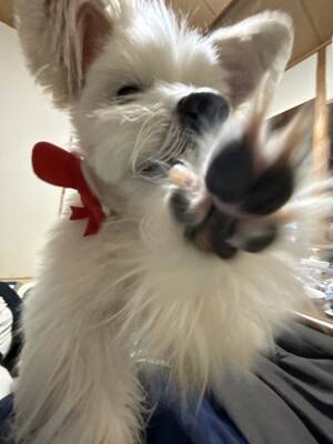 うちの王様にはどうしても抗えない【第350話】「暴力の瞬間」