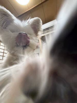 うちの王様にはどうしても抗えない【第350話】「暴力の瞬間」