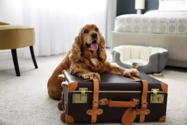 愛犬を預ける時にどんなことをしておくといい？『愛犬を預ける前にチェックしておくべきこと』を獣医が解説