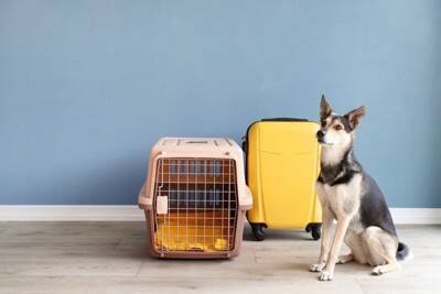 愛犬を預ける時にどんなことをしておくといい？『愛犬を預ける前にチェックしておくべきこと』を獣医が解説