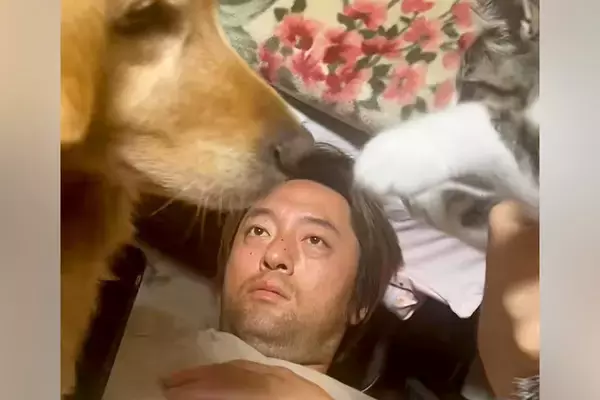 パパの上でじゃれあう『子猫と大型犬』→ガン見していたら、ワンコが…予想外だった展開が41万再生「おもろすぎｗｗ」「みんな可愛い」と爆笑