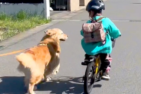 朝、保育園に行く男の子を『お見送り』する大型犬→お別れ後、帰ろうとすると…『まさかの光景』が30万再生「まさに忠犬」「もはや人間みたい」