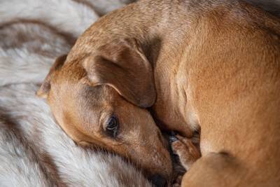 犬に『冷房』を使うときの絶対NG行為５選　体調不良の原因となる間違った使用方法とは？