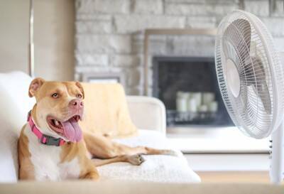 犬に『冷房』を使うときの絶対NG行為５選　体調不良の原因となる間違った使用方法とは？