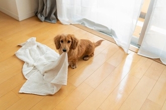 犬が飼い主に『理解してほしい』と思っていること3つ　愛犬が何かを伝えたいときにみせる行動とは？