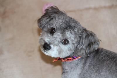 犬が飼い主に『理解してほしい』と思っていること3つ　愛犬が何かを伝えたいときにみせる行動とは？