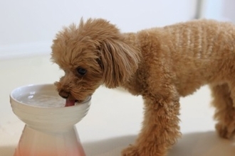 犬の『飲み水』を交換する適切な頻度とは？毎日変えた方がいいの？間違った飲ませ方まで