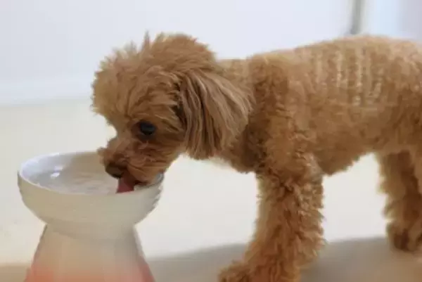 犬の『飲み水』を交換する適切な頻度とは？毎日変えた方がいいの？間違った飲ませ方まで