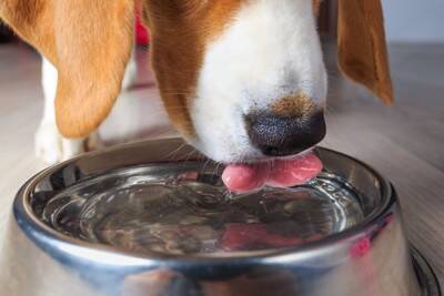 犬の『飲み水』を交換する適切な頻度とは？毎日変えた方がいいの？間違った飲ませ方まで