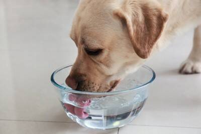 犬の『飲み水』を交換する適切な頻度とは？毎日変えた方がいいの？間違った飲ませ方まで
