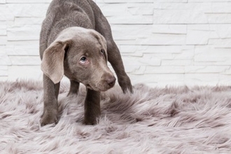 犬が『人間不信』になってしまう要因4つ　トラウマの原因となる飼い主のタブー行為とは？