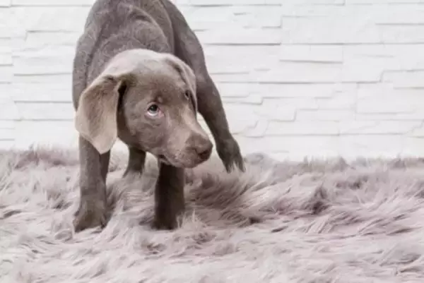 犬が『人間不信』になってしまう要因4つ　トラウマの原因となる飼い主のタブー行為とは？