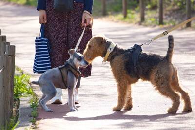 犬が『人間不信』になってしまう要因4つ　トラウマの原因となる飼い主のタブー行為とは？