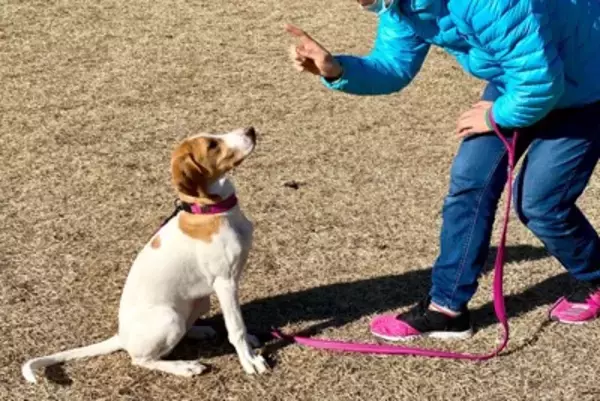 犬に対して『大声を出す』のがNGな理由3つ　愛犬がイタズラしたときの正しい叱り方まで