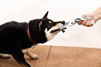 犬に対して『大声を出す』のがNGな理由3つ　愛犬がイタズラしたときの正しい叱り方まで