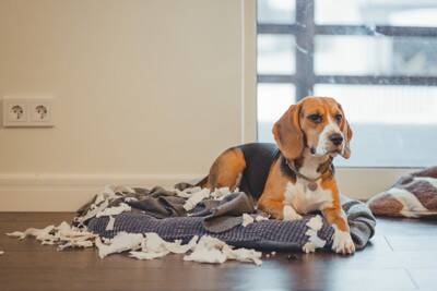 犬に対して『大声を出す』のがNGな理由3つ　愛犬がイタズラしたときの正しい叱り方まで