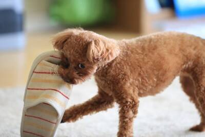 犬に対して『大声を出す』のがNGな理由3つ　愛犬がイタズラしたときの正しい叱り方まで