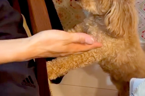 犬を飼うことに反対する『猫派の夫』→子犬をお迎えし、一緒に生活を始めた結果…まさかの『現在の光景』に反響「わかるｗｗ」「可愛いは正義」