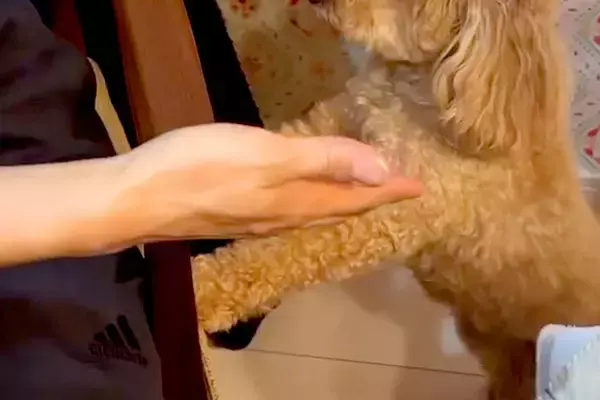 犬を飼うことに反対する『猫派の夫』→子犬をお迎えし、一緒に生活を始めた結果…まさかの『現在の光景』に反響「わかるｗｗ」「可愛いは正義」