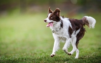 犬の『しっぽ』は何のためにあるの？尻尾の知られざる役割や感情を読み取る方法まで