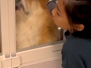 シャンプー後の犬を『ドライヤーハウス』に入れたらブチギレてしまい…もはや別の生き物な『表情』が7万再生「お顔がｗ」「絶望してて草」