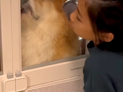 シャンプー後の犬を『ドライヤーハウス』に入れたらブチギレてしまい…もはや別の生き物な『表情』が7万再生「お顔がｗ」「絶望してて草」