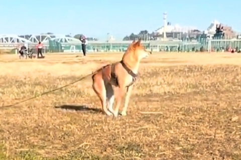 『おやつをくれる人』を発見した犬→突然立ち上がって…犬とは思えない『衝撃的な体勢』に反響「ミーアキャットｗｗ」「直立で草」「まるでAI」