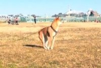 『おやつをくれる人』を発見した犬→突然立ち上がって…犬とは思えない『衝撃的な体勢』に反響「ミーアキャットｗｗ」「直立で草」「まるでAI」