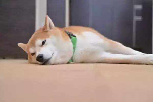 犬がみせる『お腹いっぱい』サイン3つ　食べ過ぎによる悪影響まで解説