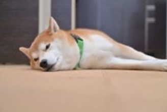 犬がみせる『お腹いっぱい』サイン3つ　食べ過ぎによる悪影響まで解説