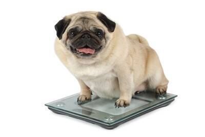犬がみせる『お腹いっぱい』サイン3つ　食べ過ぎによる悪影響まで解説