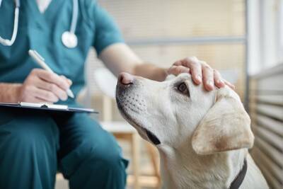 犬の『分離不安』を治す方法4つ　寂しがりやとの違いとは？主な治療法までご紹介