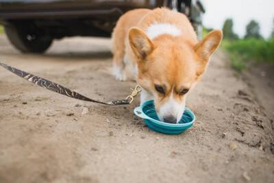 犬が車の中で『落ち着かない』理由3つ　愛犬がソワソワしているときの対処法までご紹介