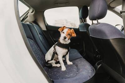 犬が車の中で『落ち着かない』理由3つ　愛犬がソワソワしているときの対処法までご紹介