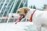 犬の『呼吸が普段と違う』考えられる理由5つ　危険な症状を判断する方法まで