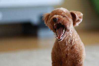 犬の『呼吸が普段と違う』考えられる理由5つ　危険な症状を判断する方法まで