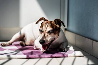 犬の『呼吸が普段と違う』考えられる理由5つ　危険な症状を判断する方法まで