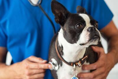 犬の『呼吸が普段と違う』考えられる理由5つ　危険な症状を判断する方法まで