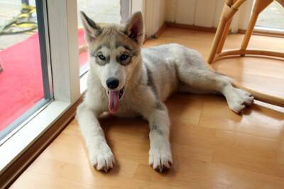 犬の『呼吸が普段と違う』考えられる理由5つ　危険な症状を判断する方法まで