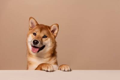 犬の『呼吸が普段と違う』考えられる理由5つ　危険な症状を判断する方法まで