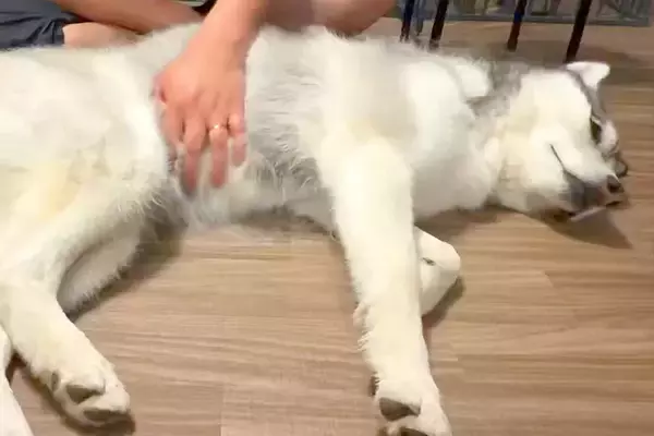 『撫でる場所が違う』と主張するハスキー犬→なぜか飼い主の手を…まさかの『賢すぎる光景』に4万いいね「頭が良すぎる」「偉そうで可愛いｗ」