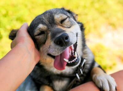 犬に絶対やってはいけない『愛情表現』7選　愛犬を苦しめる飼い主の行動や適切なスキンシップまで