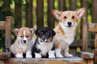 なぜ子犬は成長すると『毛色』が変化するの？いつぐらいから変わっていくの？注意すべき状態まで