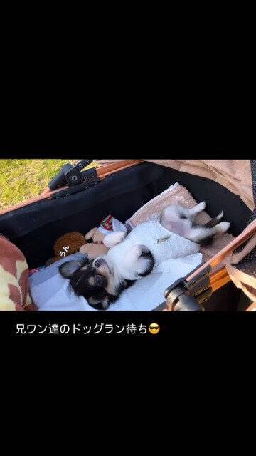 犬とお出かけをした結果…『完全に野生を捨ててしまった姿』が可愛すぎると20万再生「大物感あるの草」「赤ちゃんすぎて笑った」と絶賛