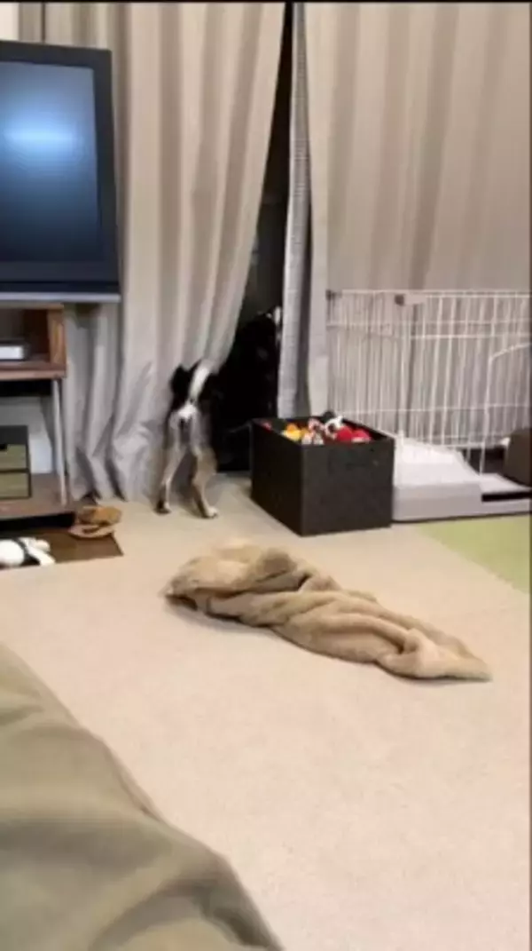 ゲリラ雷雨の中、犬の散歩に出かけた結果…まさかの『世紀末すぎる光景』が面白いと9万再生「ベスポジ妥協しないの草」「柴犬あるある」と爆笑