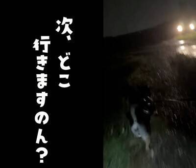 ゲリラ雷雨の中、犬の散歩に出かけた結果…まさかの『世紀末すぎる光景』が面白いと9万再生「ベスポジ妥協しないの草」「柴犬あるある」と爆笑