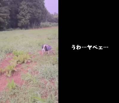 ゲリラ雷雨の中、犬の散歩に出かけた結果…まさかの『世紀末すぎる光景』が面白いと9万再生「ベスポジ妥協しないの草」「柴犬あるある」と爆笑